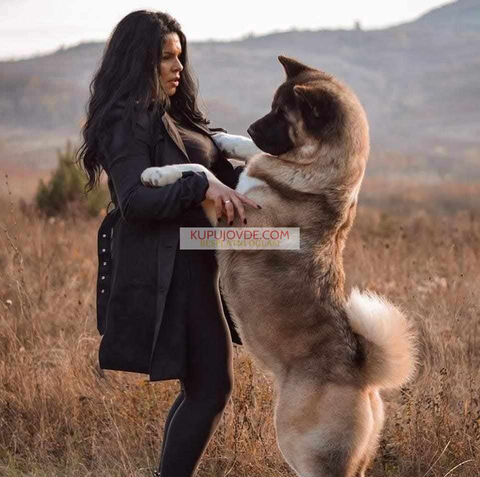 Američka akita