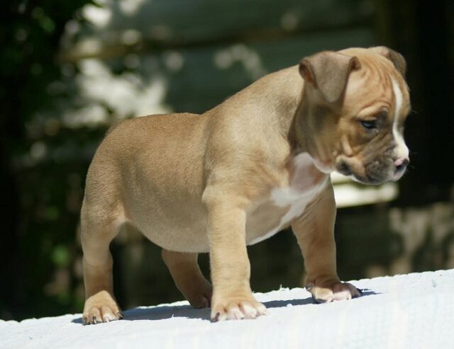 American bully (Američki buli)