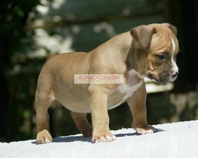 American bully (Američki buli)