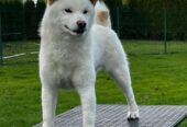 Shiba inu (šiba inu) štenci