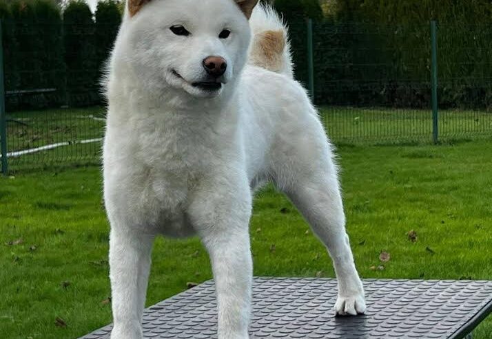Shiba inu (šiba inu) štenci