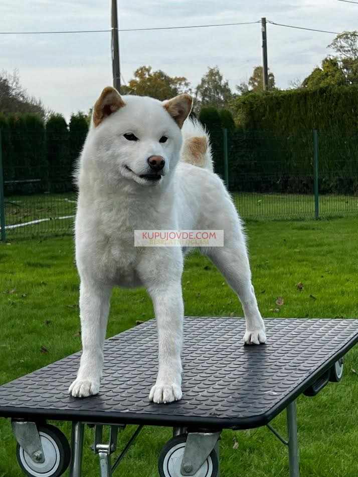 Shiba inu (šiba inu) štenci