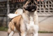 Američka akita