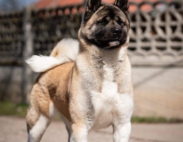 Američka akita