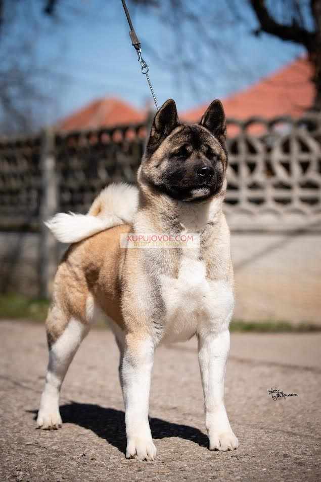 Američka akita