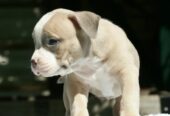 American bully (Američki buli)