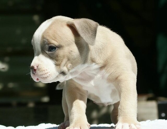 American bully (Američki buli)