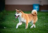 Shiba inu (šiba inu) štenci