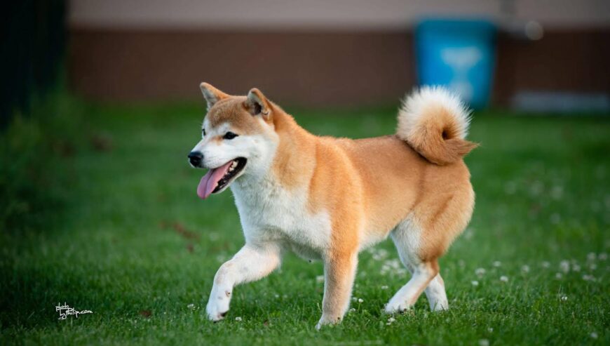 Shiba inu (šiba inu) štenci