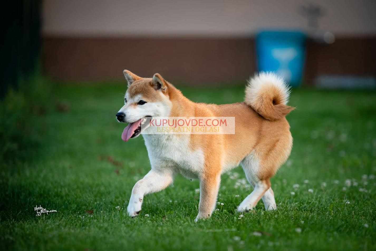Shiba inu (šiba inu) štenci
