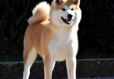 akita-inu-01