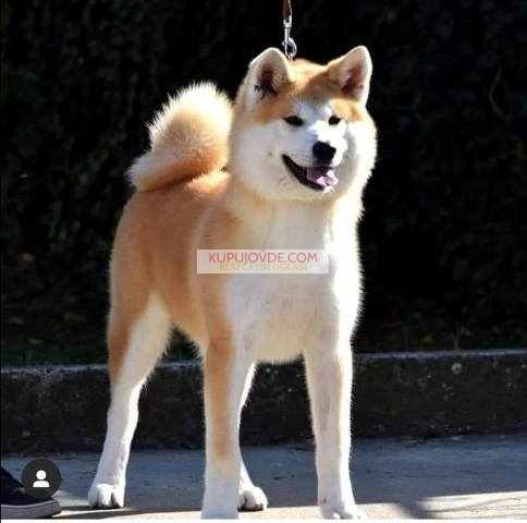 Akita Inu, ženka Aiko na poklon