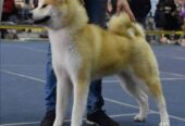 Akita Inu, ženka Aiko na poklon