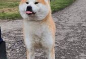 Akita Inu, ženka Aiko na poklon
