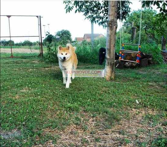 Akita Inu, ženka Aiko na poklon