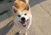 Akita Inu, ženka Aiko na poklon