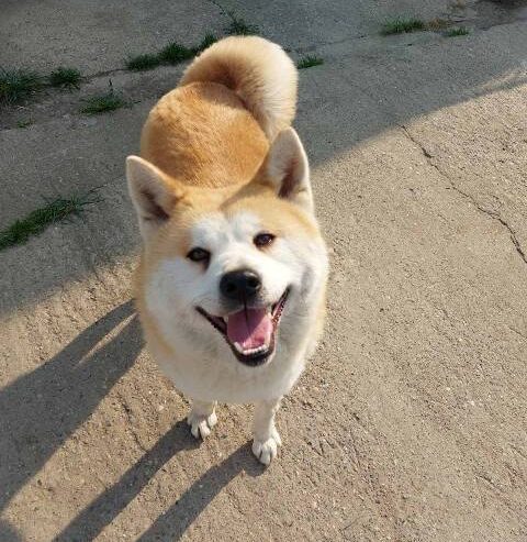 Akita Inu, ženka Aiko na poklon