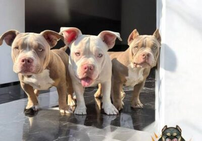 american-bully-01