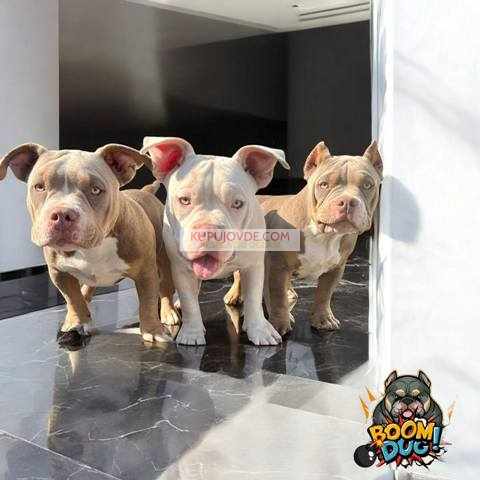 American bully, ženski štenci