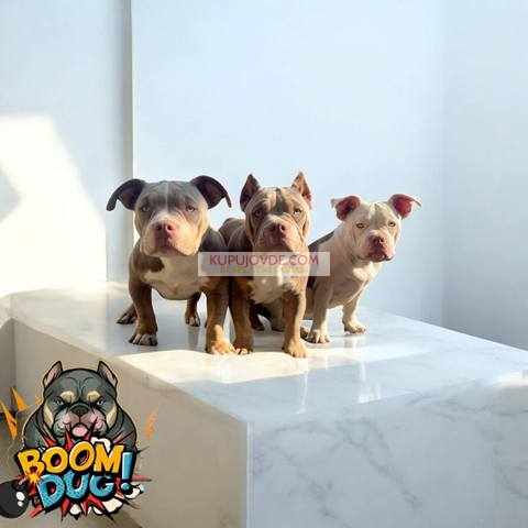 American bully, ženski štenci