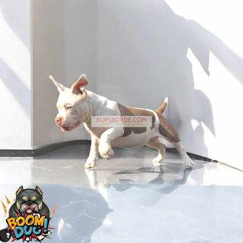 American bully, ženski štenci