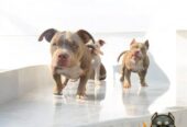 American bully, ženski štenci
