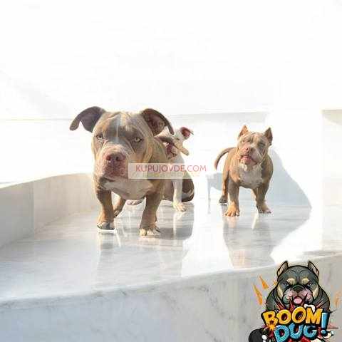 American bully, ženski štenci
