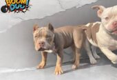 American bully, ženski štenci