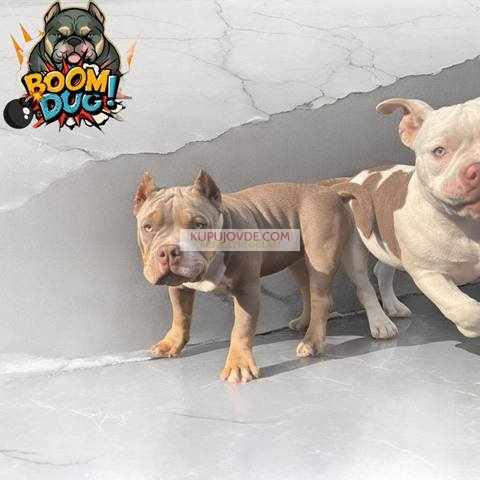 American bully, ženski štenci