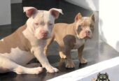 American bully, ženski štenci