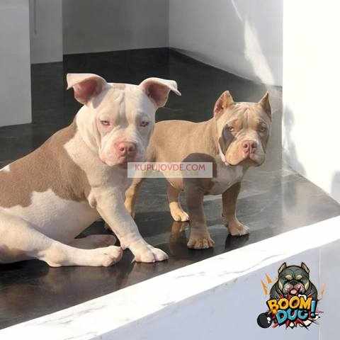 American bully, ženski štenci