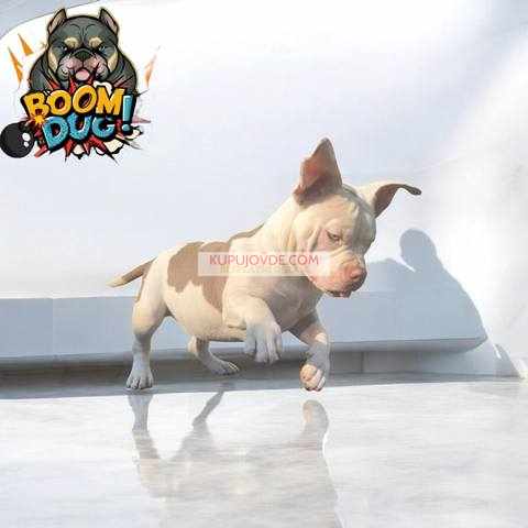 American bully, ženski štenci