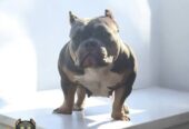 American bully, ženski štenci