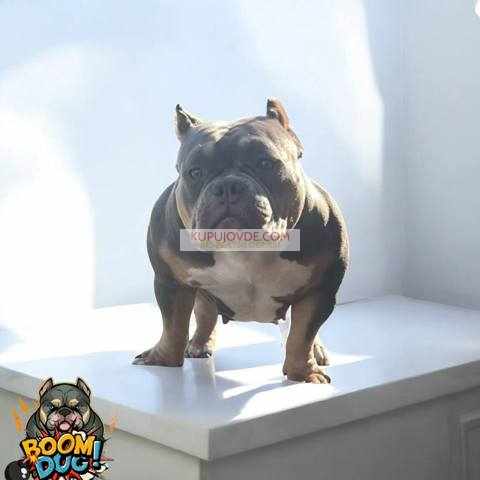 American bully, ženski štenci