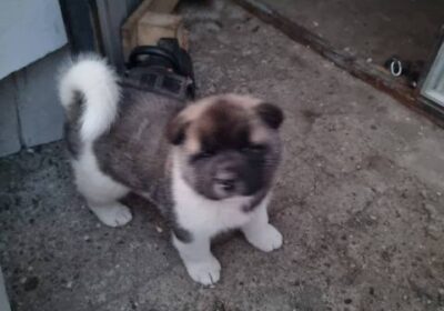 americka-akita-01-1