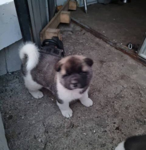 Američka Akita štenci