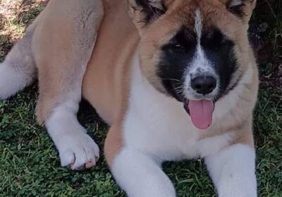 americka-akita-01