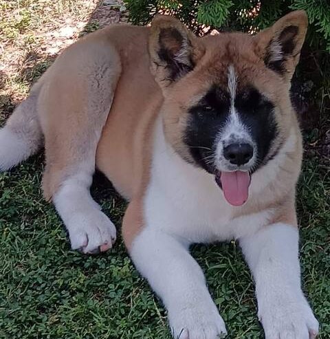 Američka Akita, žensko štene