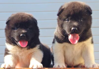 americka-akita-01m