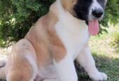 Američka Akita, žensko štene