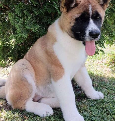 Američka Akita, žensko štene