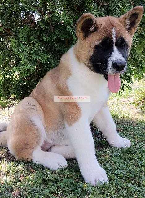 Američka Akita, žensko štene
