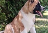 Američka Akita, žensko štene