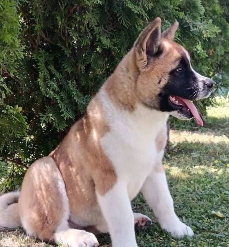 Američka Akita, žensko štene