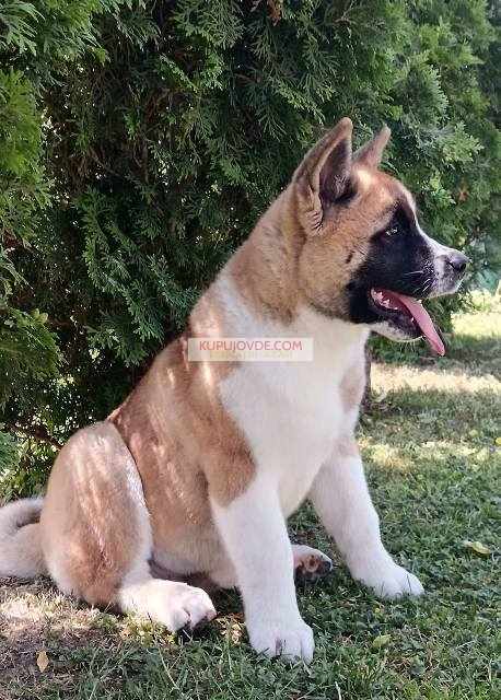 Američka Akita, žensko štene