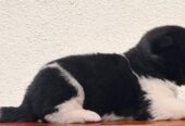 Američka Akita TOP štenci