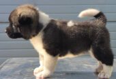 Američka Akita, novo leglo