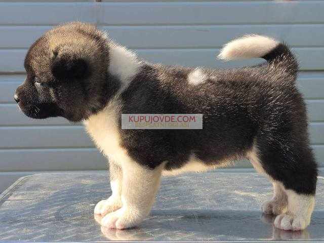 Američka Akita, novo leglo