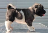 Američka Akita, novo leglo