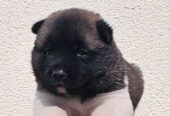 Američka Akita TOP štenci